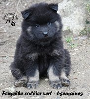 chiot eurasier