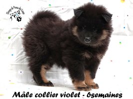 chiot eurasier
