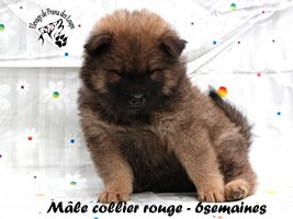 chiot eurasier