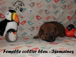 chiot eurasier