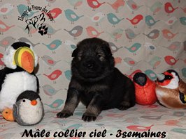 chiot eurasier
