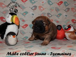 chiot eurasier