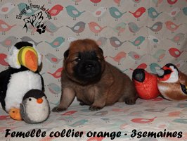 chiot eurasier