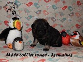 chiot eurasier