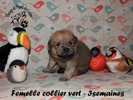 chiot eurasier