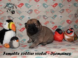 chiot eurasier