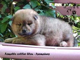 chiot eurasier