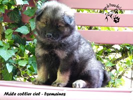 chiot eurasier