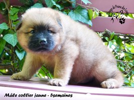 chiot eurasier