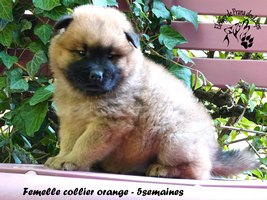 chiot eurasier