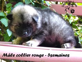 chiot eurasier