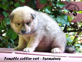 chiot eurasier