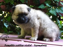 chiot eurasier