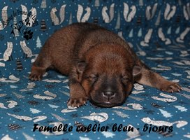 chiot eurasier