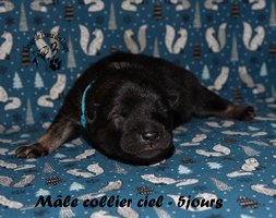 chiot eurasier