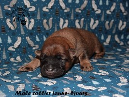 chiot eurasier
