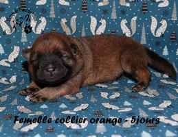 chiot eurasier