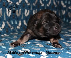chiot eurasier