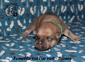 chiot eurasier