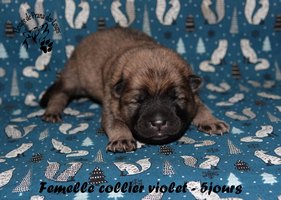 chiot eurasier