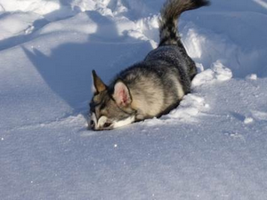malamute dans la neige