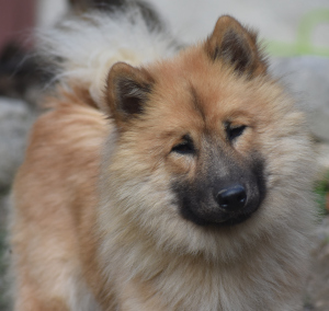 are bananas good for the eurasier