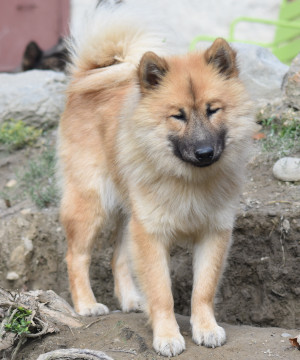 are bananas good for the eurasier